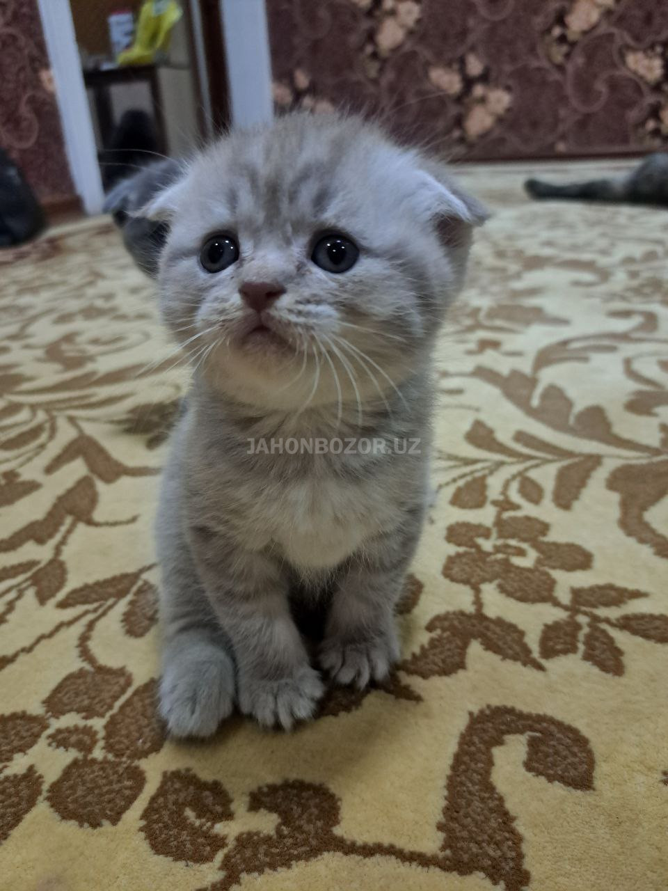 Scottish fold 