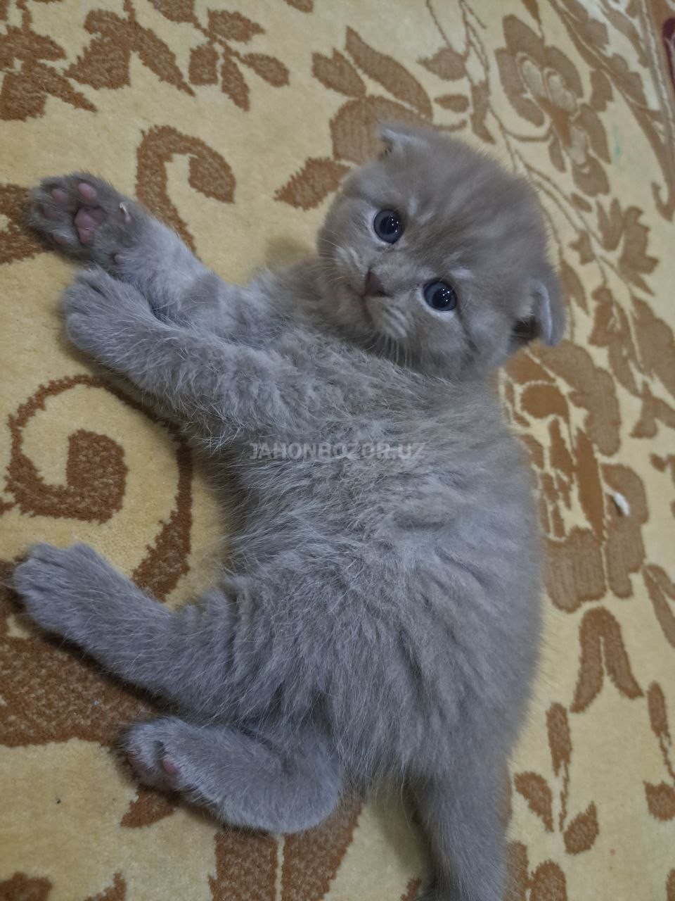 Scottish fold 