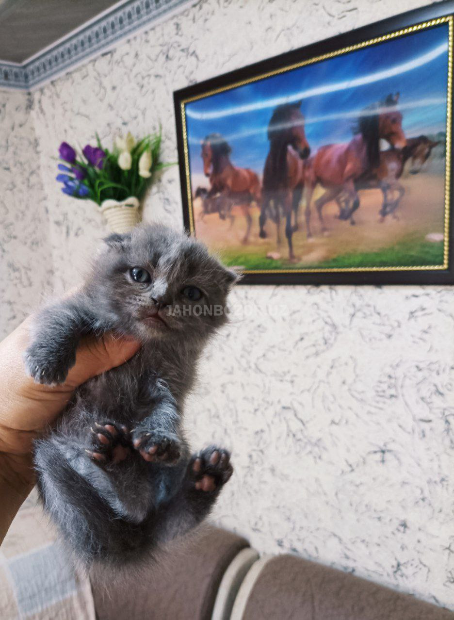 Scottish fold 