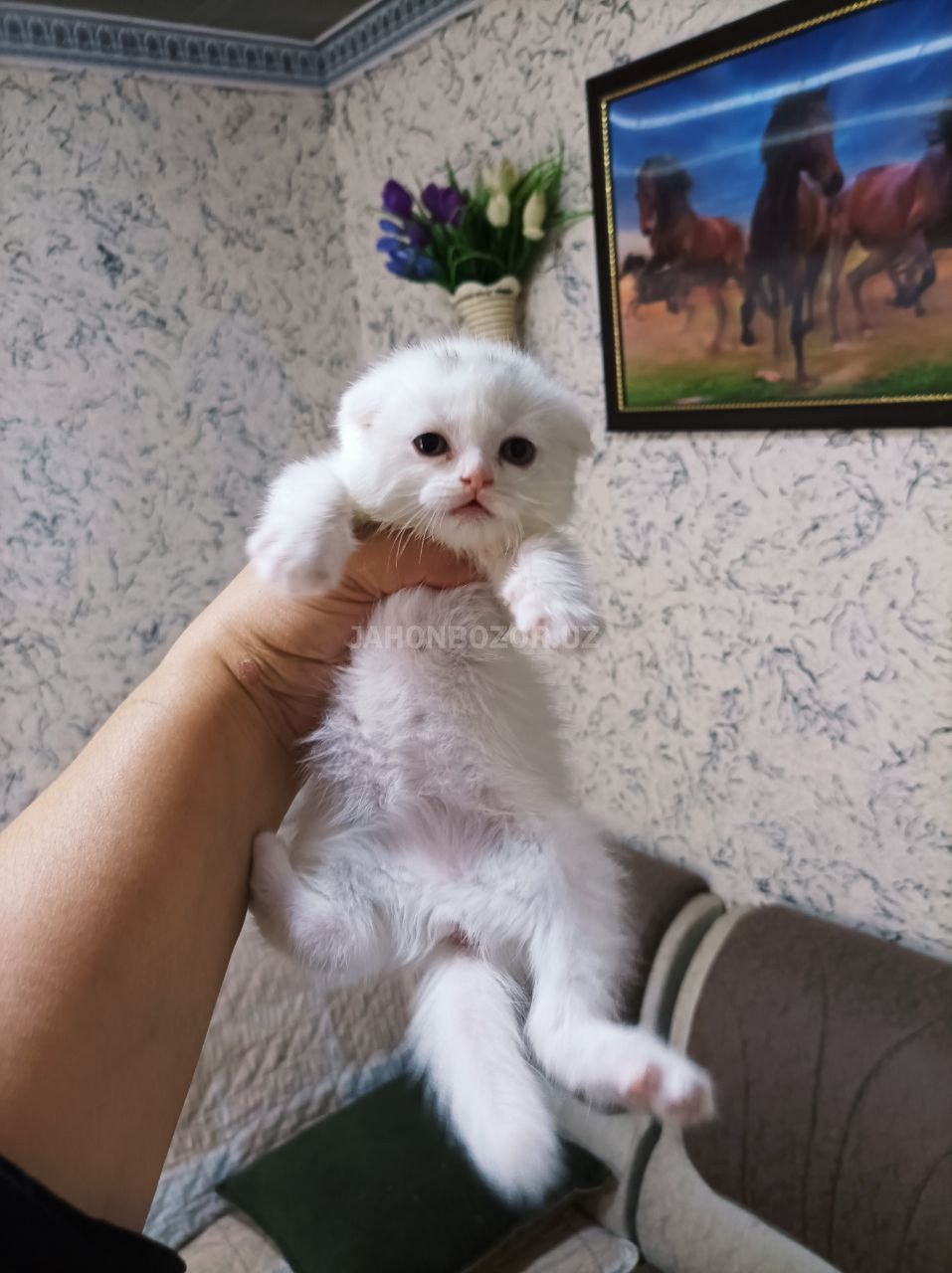 Scottish fold 