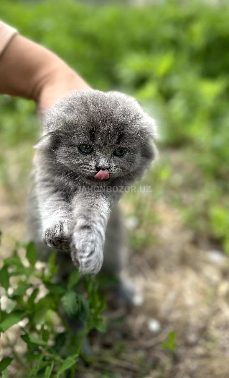 Scottish fold teddy ayiqcha