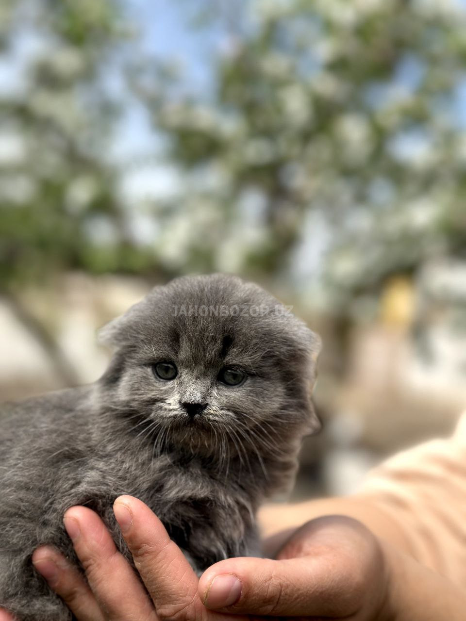 Scottish fold teddy ayiqcha