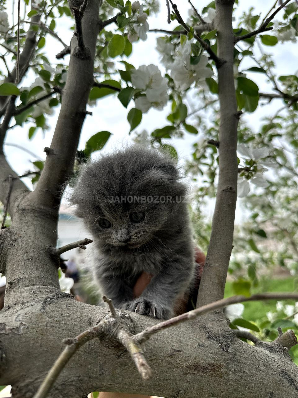 Scottish fold teddy ayiqcha