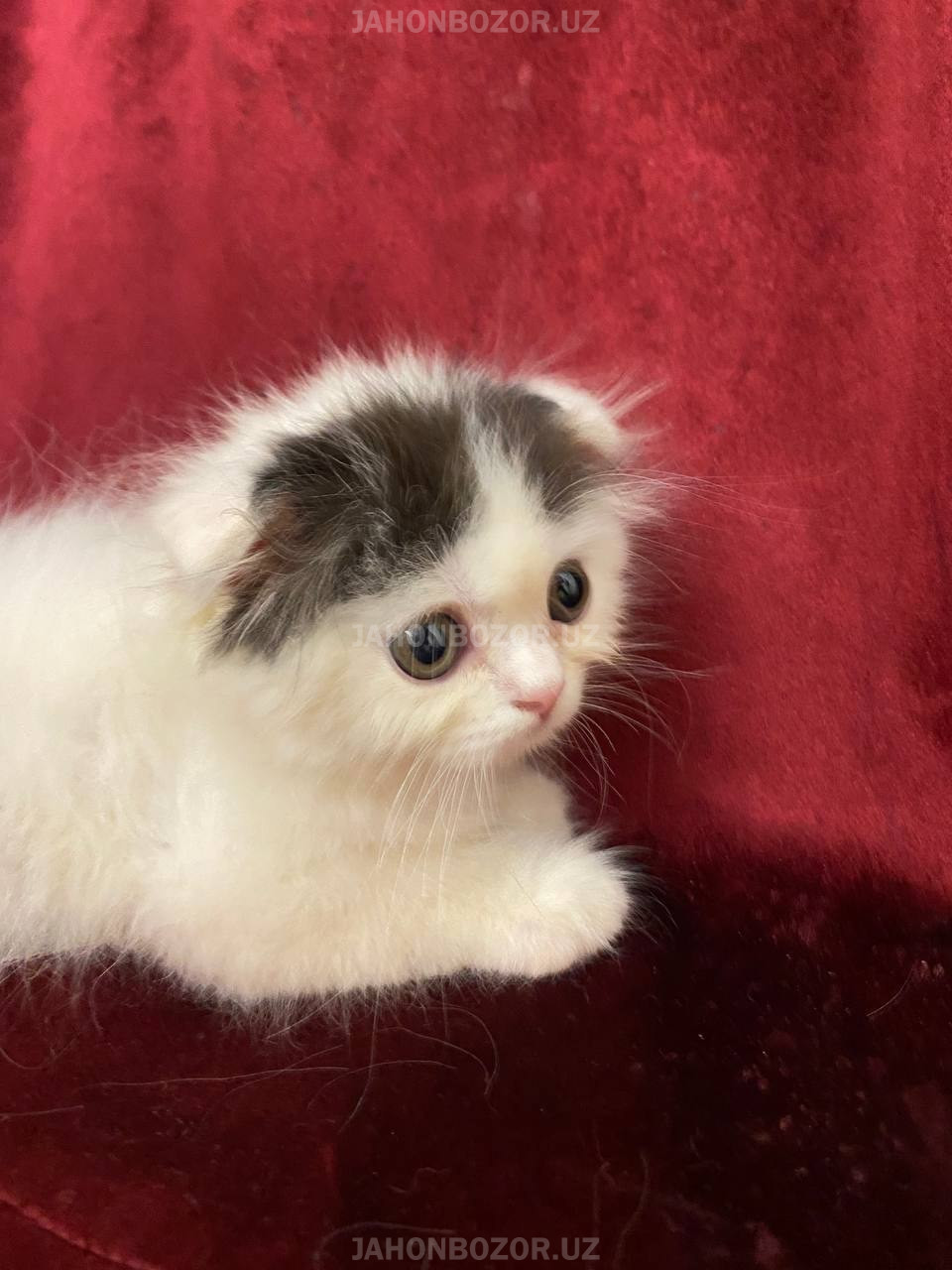 Scottish fold elite 