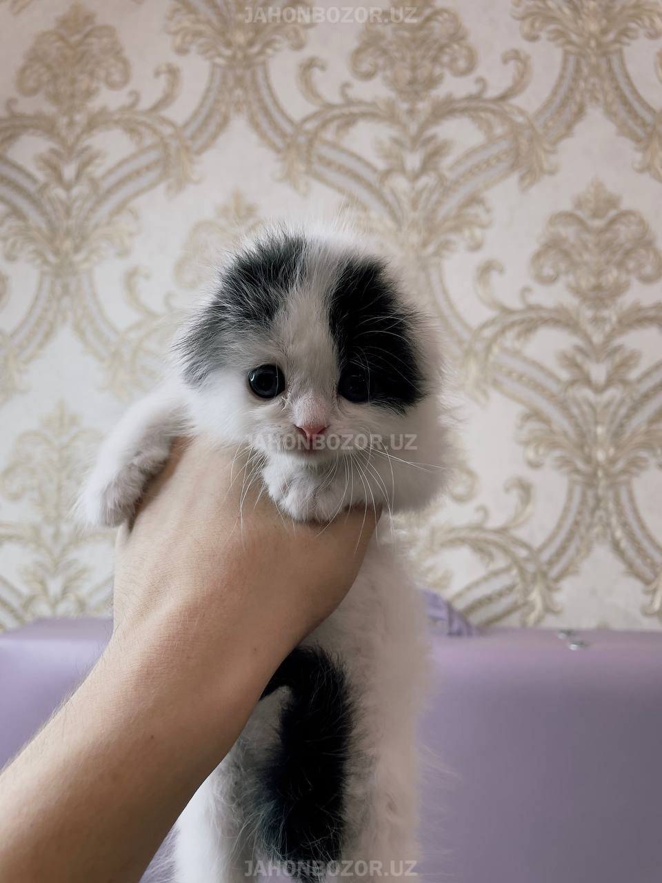 Scottish fold elite 