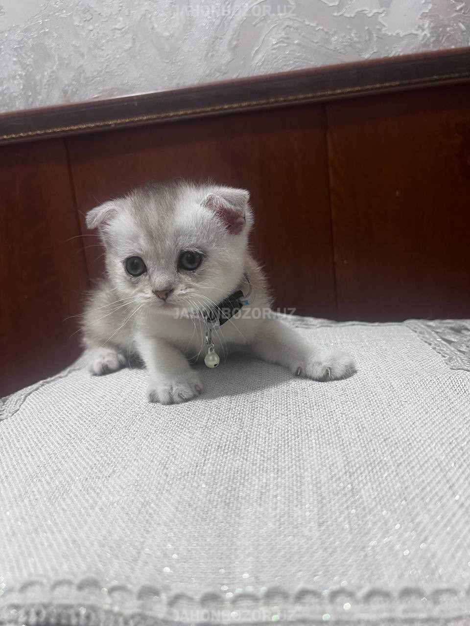 Scottish fold 