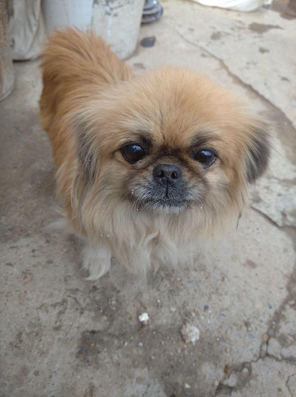 Pekinis kuchukcha