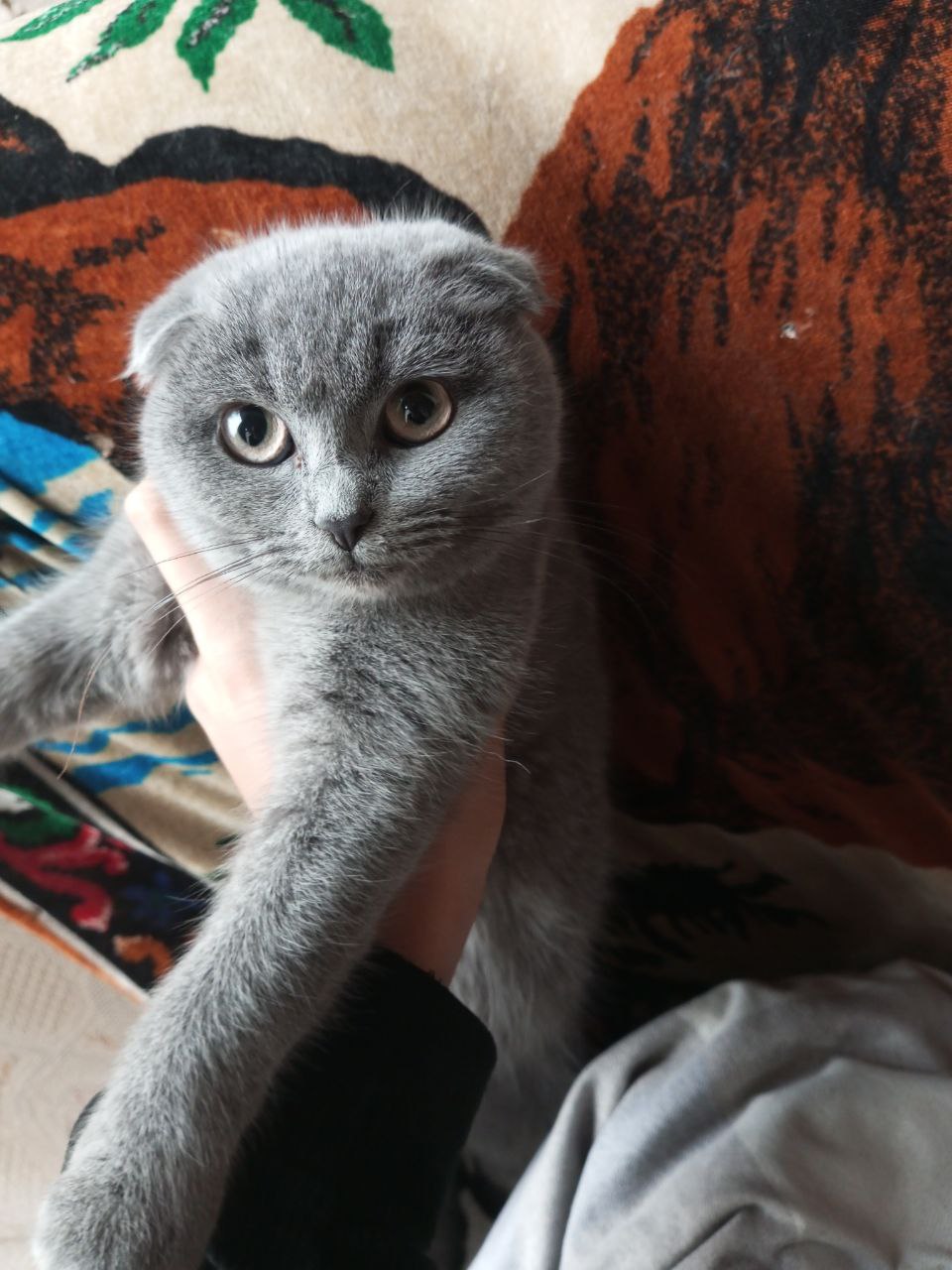 Scottish fold