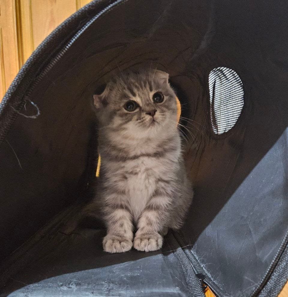 Scottish fold visluxa shinshila 