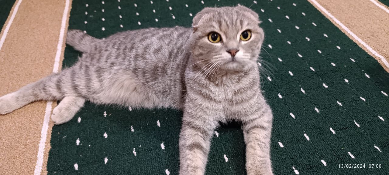 Scottish fold 