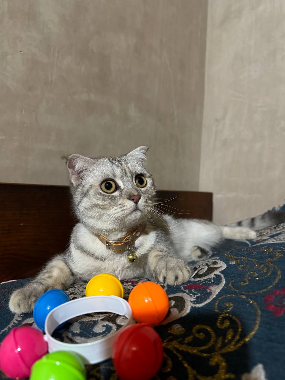 Scottish fold mushugi