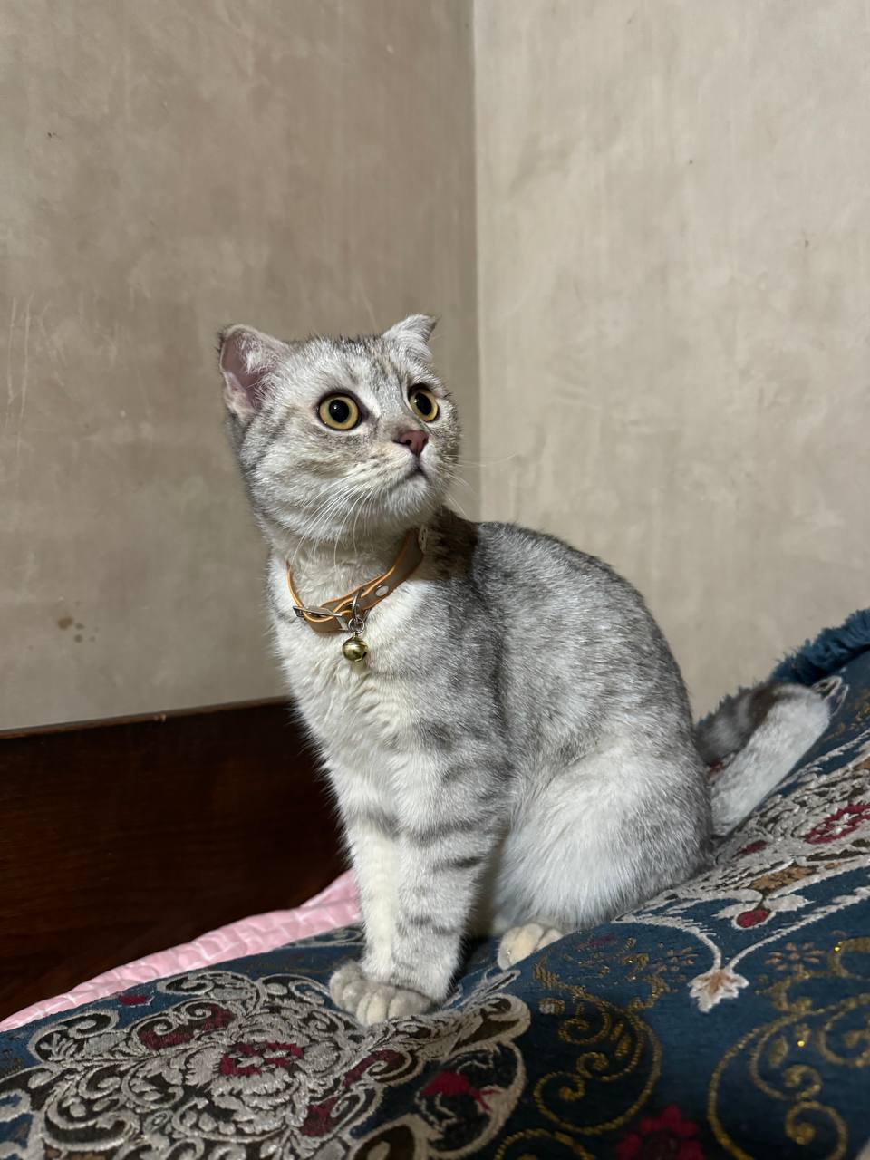 Scottish fold mushugi