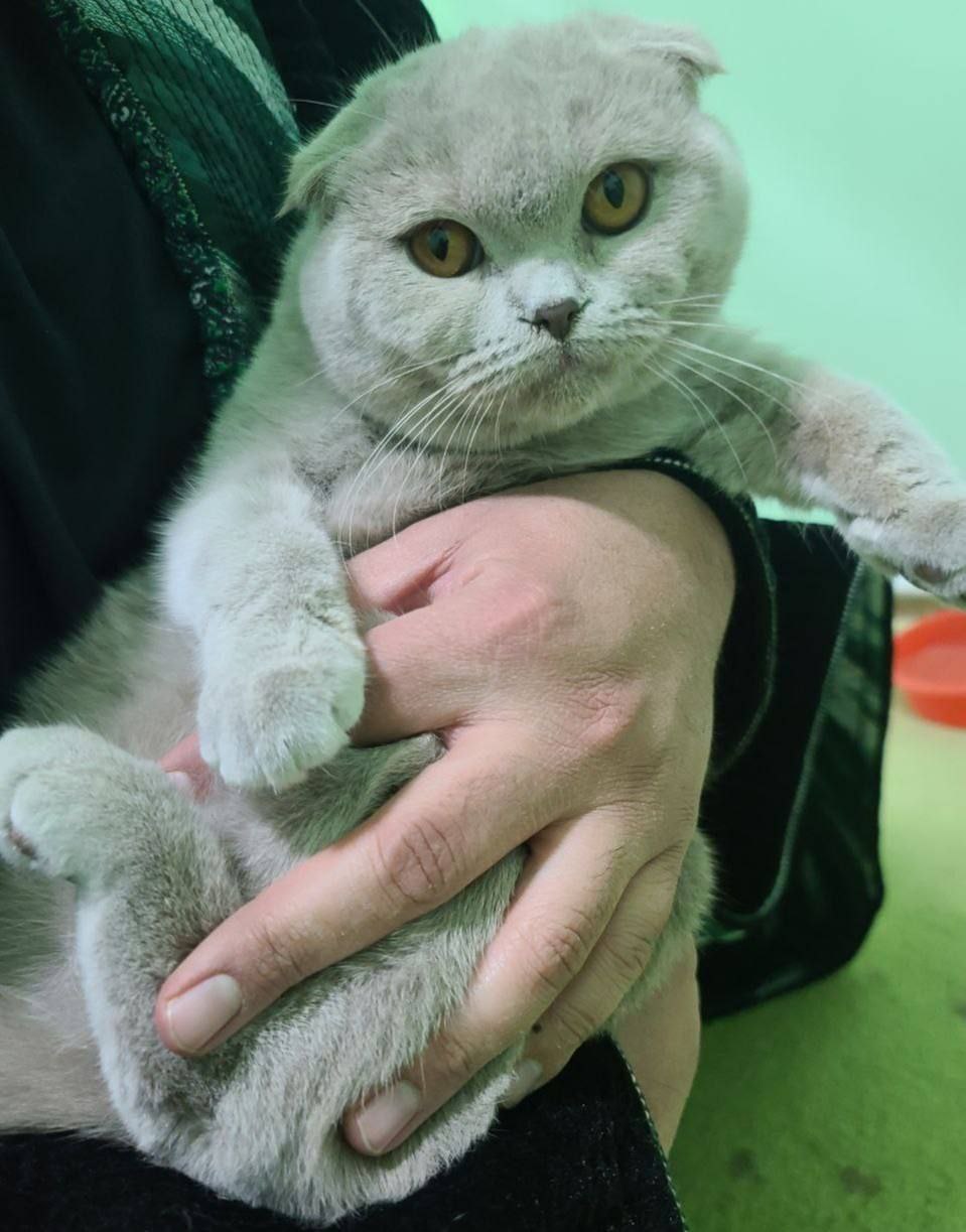 Scottish fold 