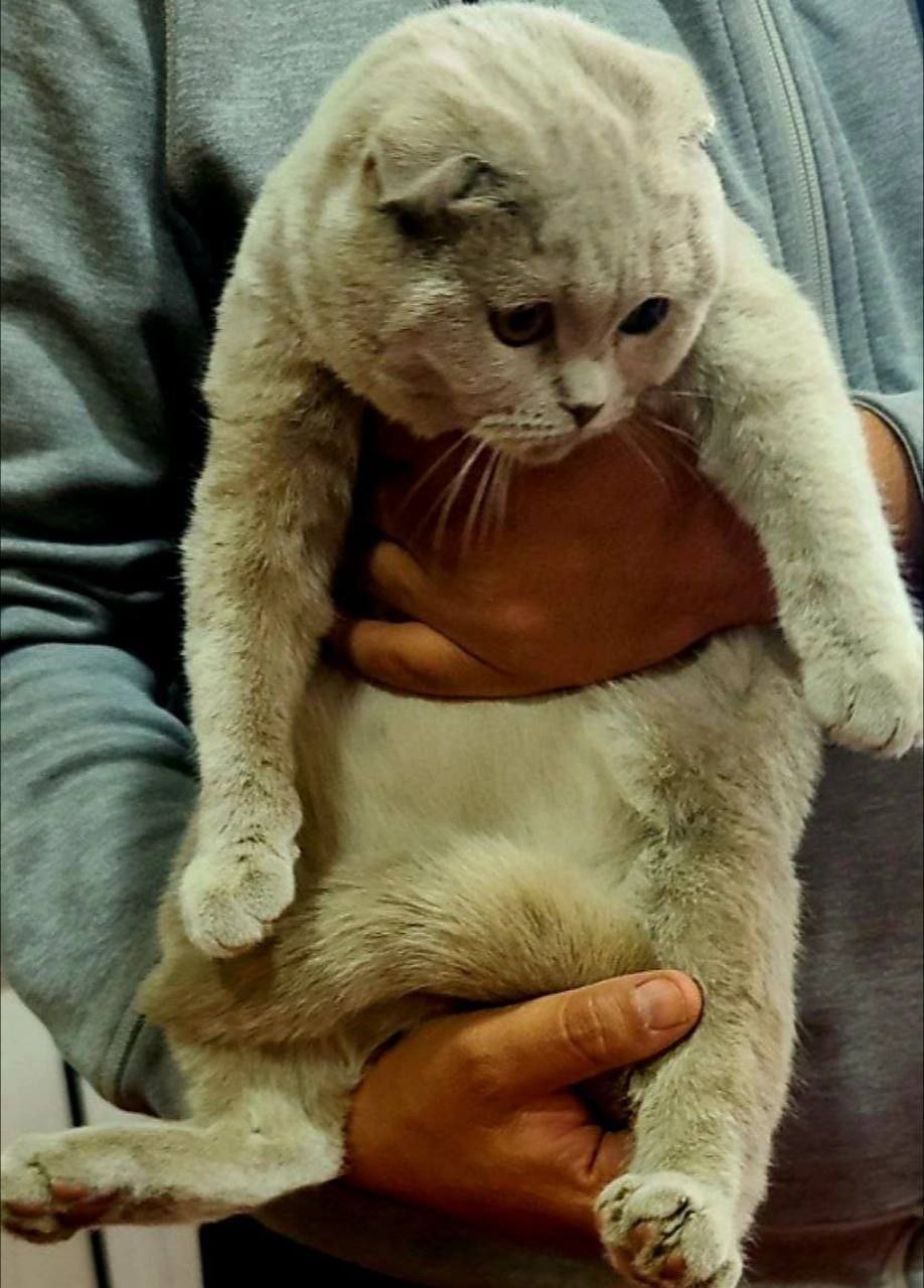 Scottish fold 