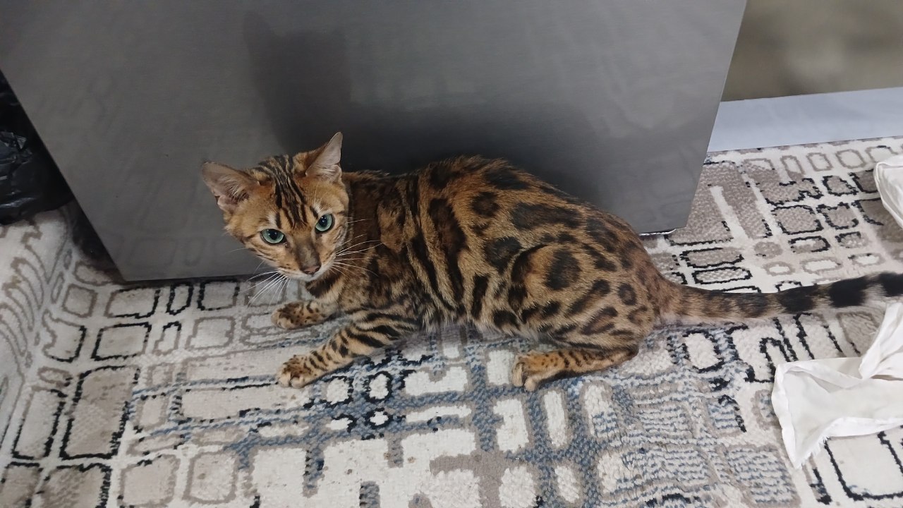 Bengal