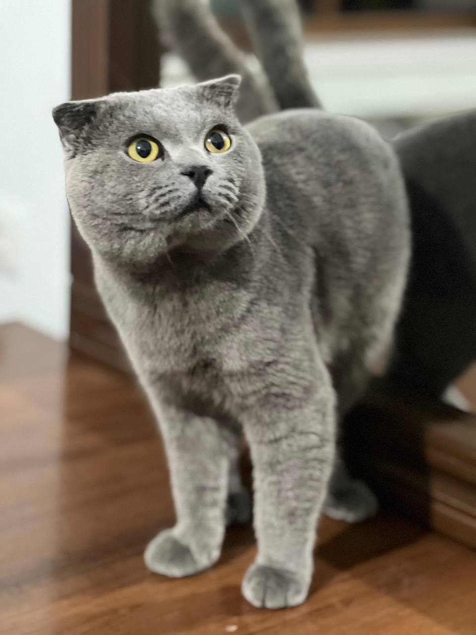 Scottish fold vyazkaga 