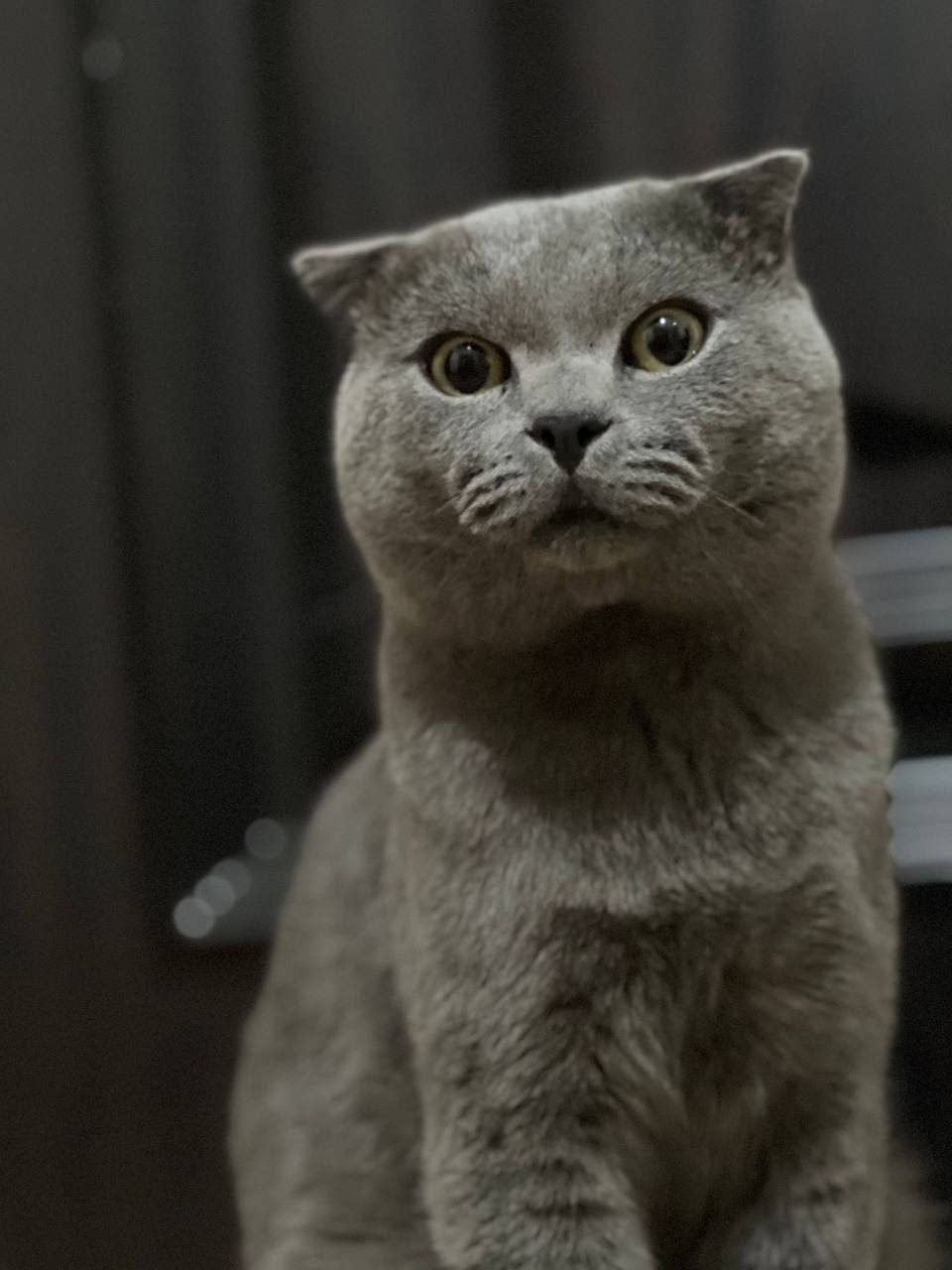 Scottish fold vyazkaga 