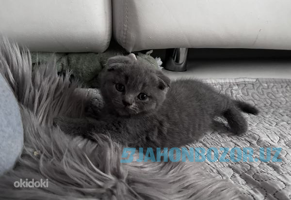 Scottish fold 