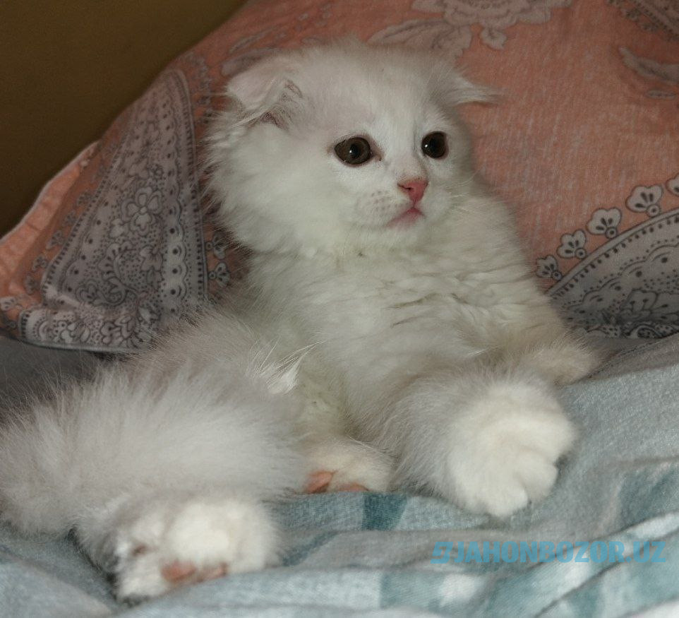 Scottish fold 