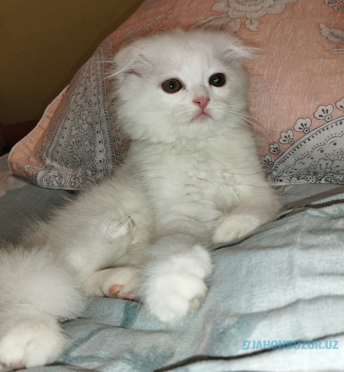 Scottish fold 