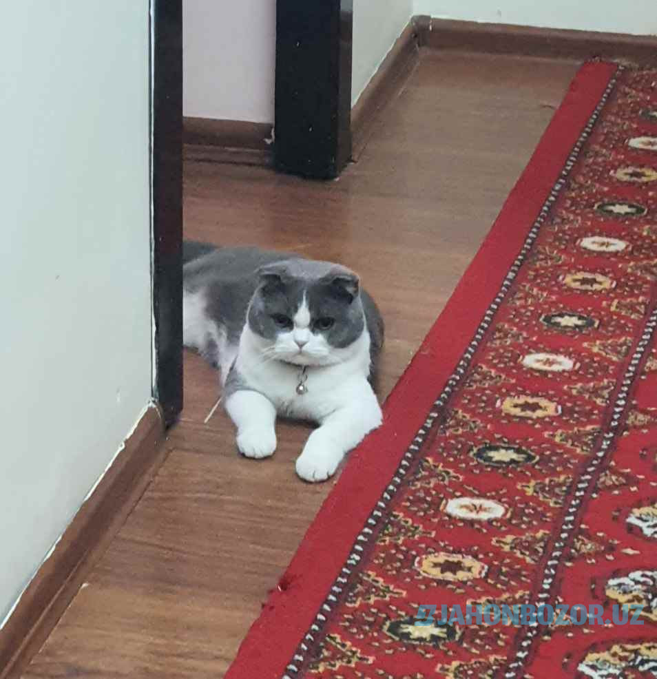 Scottish fold 