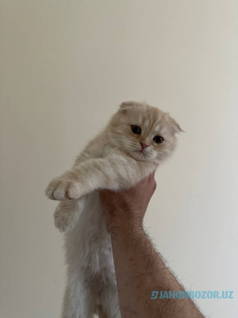 Scottish fold 