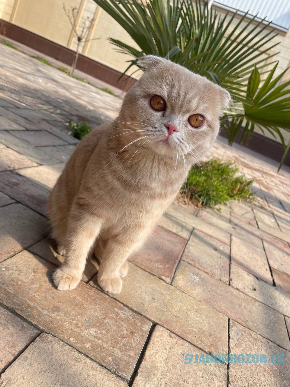 Scottish fold 